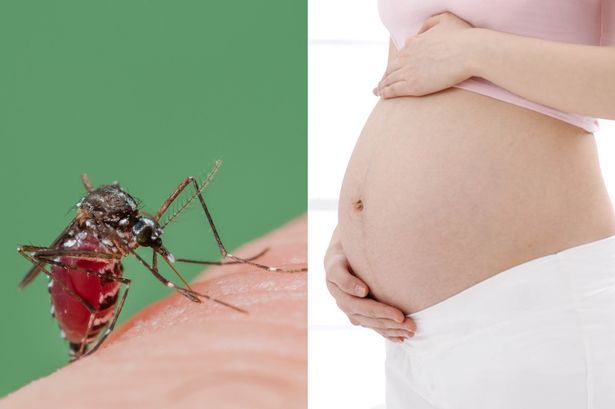 Brazil zika virus pregnancy