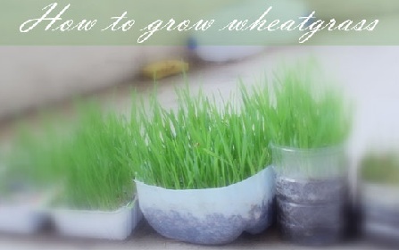 Grow Wheatgrass at Home in Soil/ Without Soil