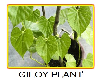 Giloy plant photos