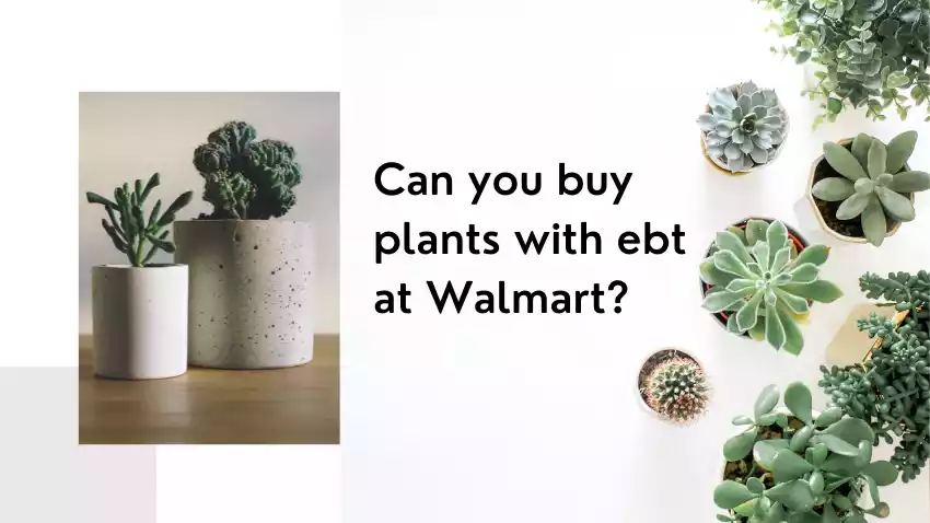 Can you buy plants with ebt at Walmart