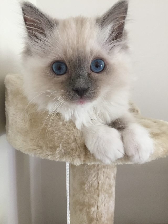 The Ragdoll Cat’s Personality is a Delightful Blend of Charm and Docility!
